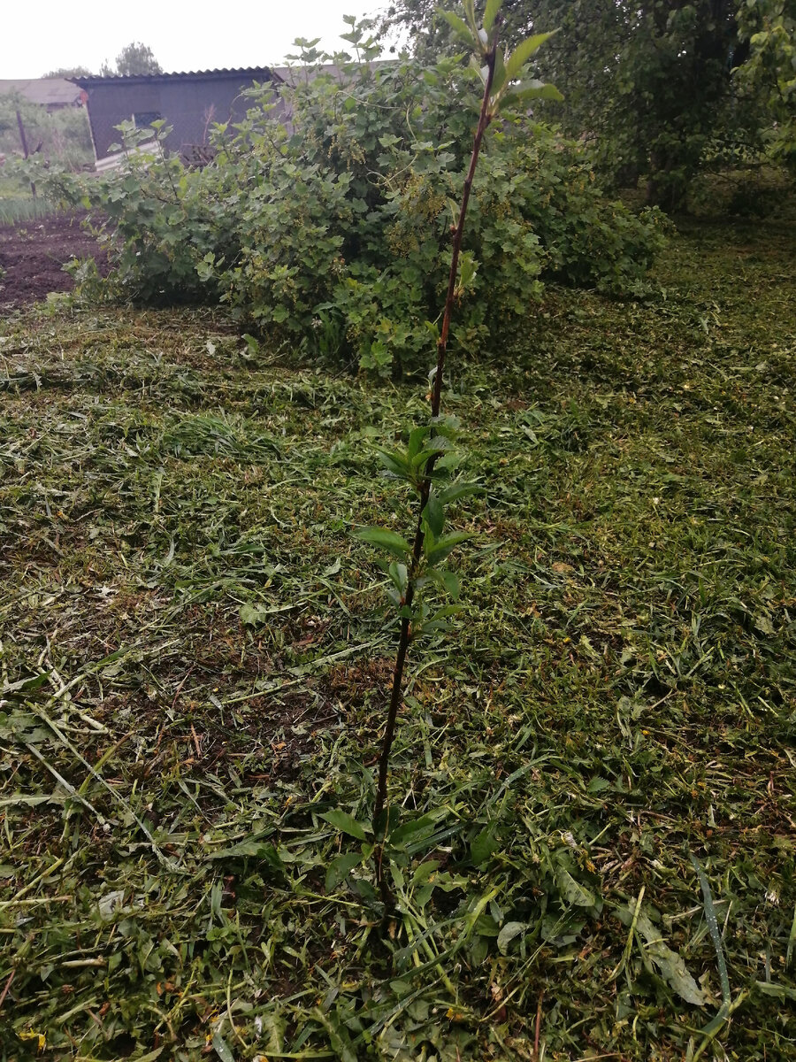 Вишня,(шоколалница) пусть растёт и напоминает мне о вашей доброте. 