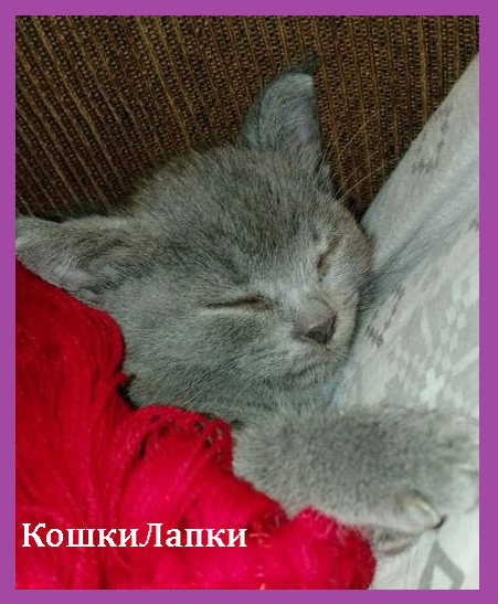 Наши домашние животные