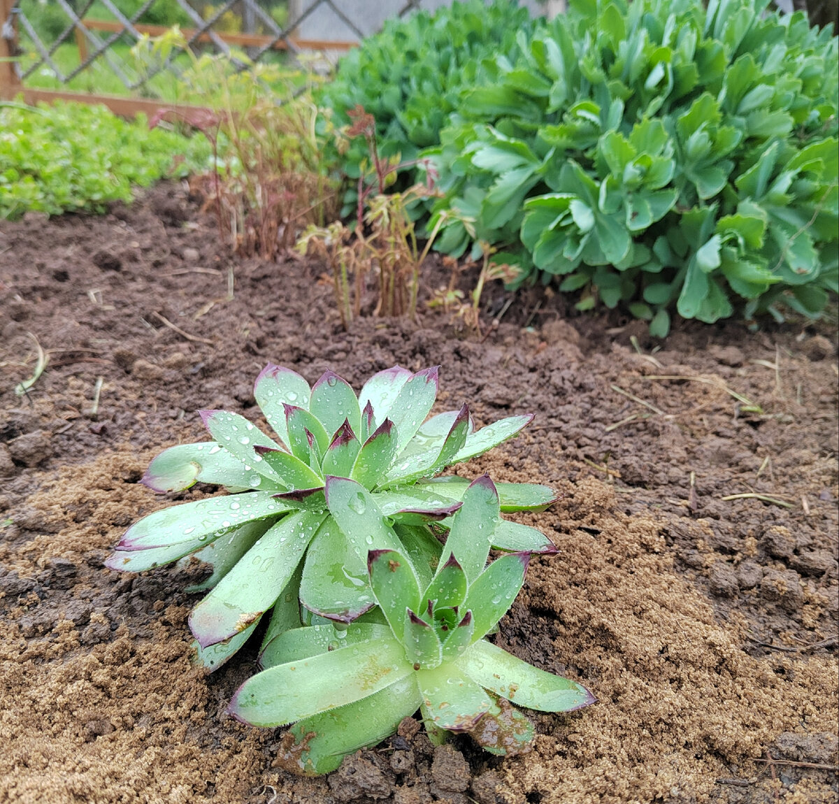 Молодило кровельное. Посадка