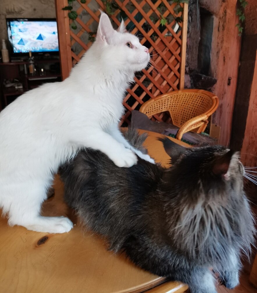 Рейн и Доник