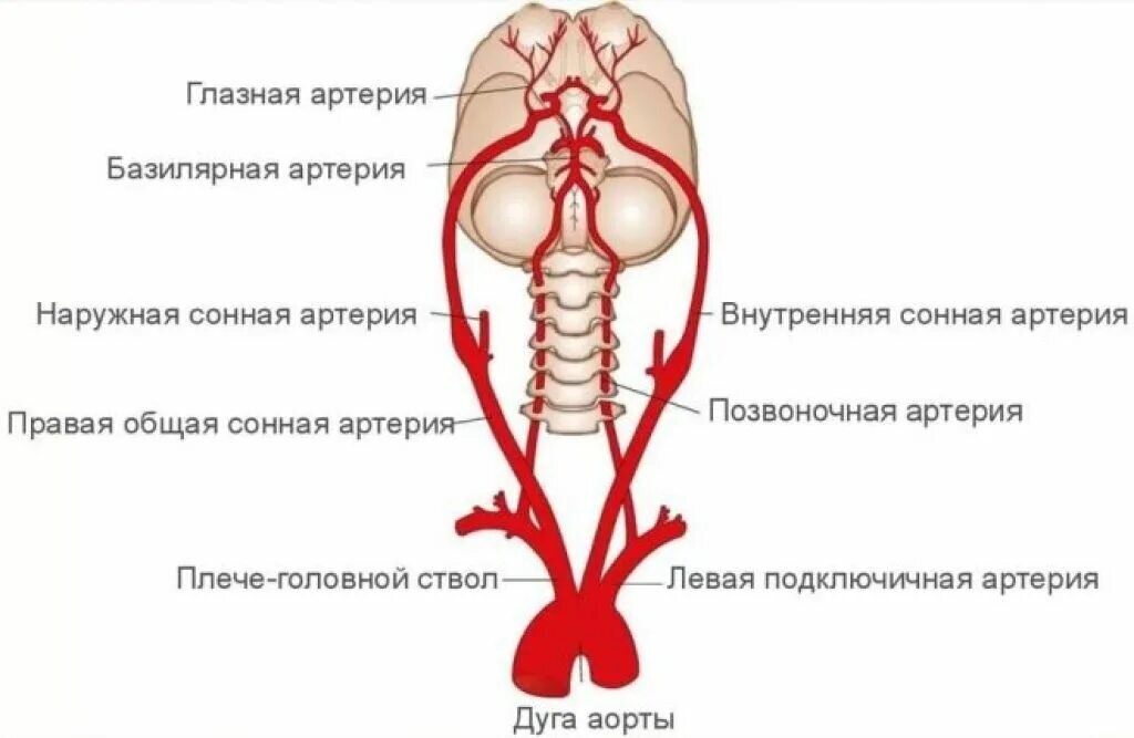 Брахиоцефальные артерии