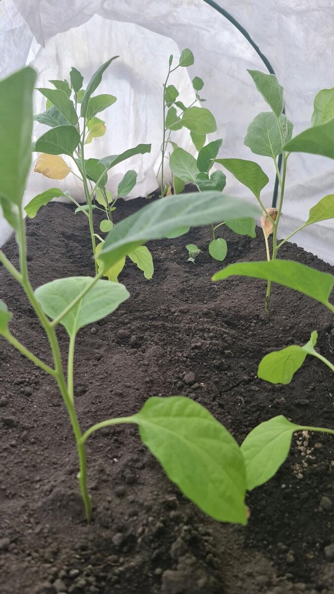 Тощая рассада, но выправится со временем, наберет силу.