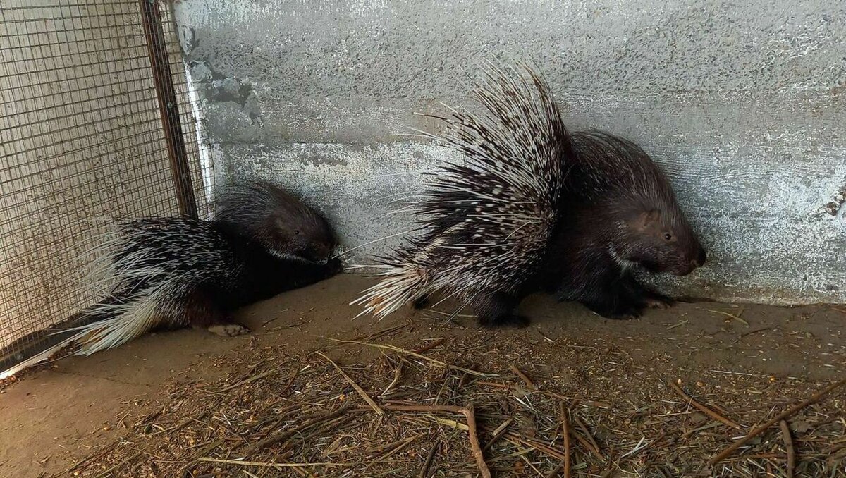     В Ставропольском крае помимо кошек и собак продают необычных животных, таких как дикобразы и африканские ежи. Каких питомцев можно себе приобрести и сколько они стоят, в материале NewsTracker.