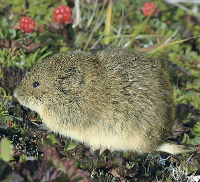 Амурский лемминг. Лиминг что это. Черношапочный сурок сурки. Лемминг арктический. Амурский лемминг.