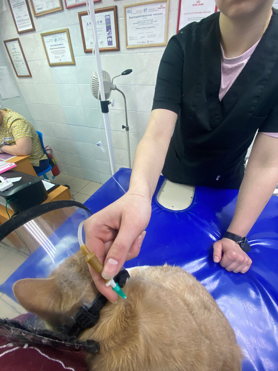 Бедный кот 😩