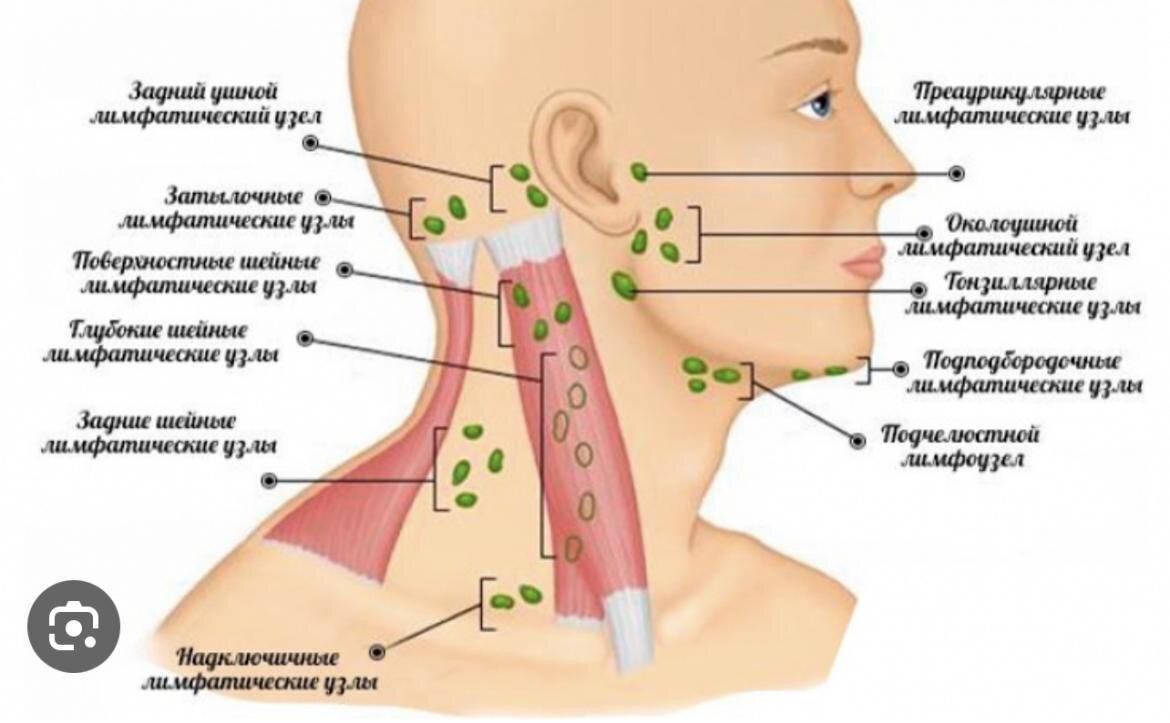 Группы лимфоузлов шеи схема
