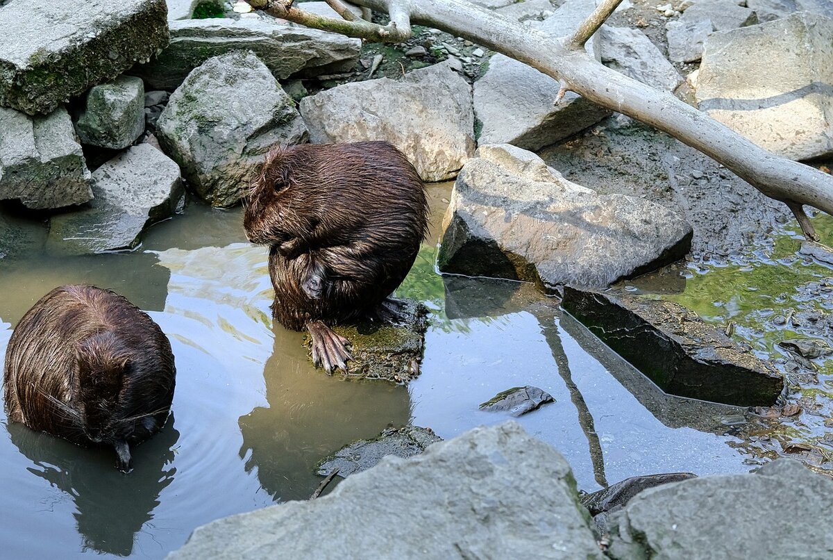 Смешные бобры. Coypu. Крикун бобер видео.