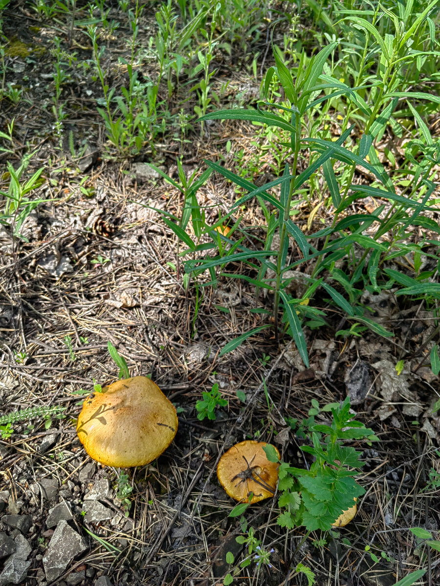 В мае у нас уже отошли маслята, грибов много, но уже почти все червивые, не успели((