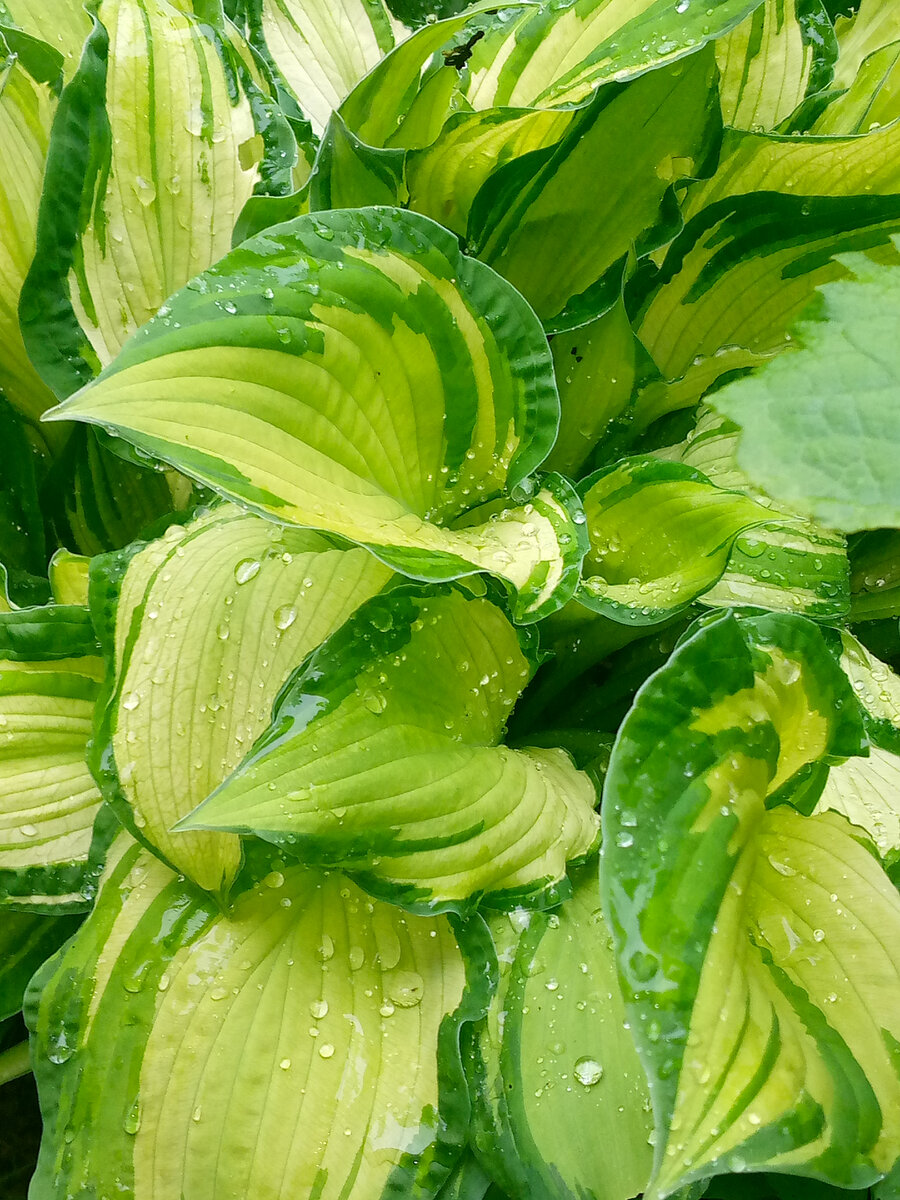 Хоста намокла