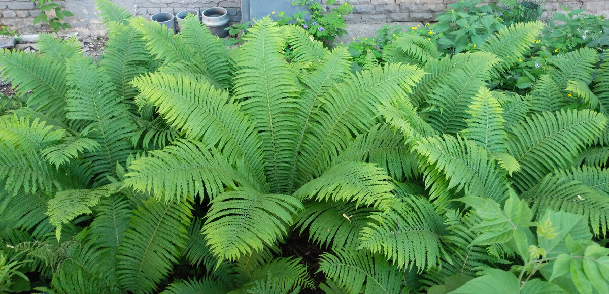 Это они же, только отошла подальше 