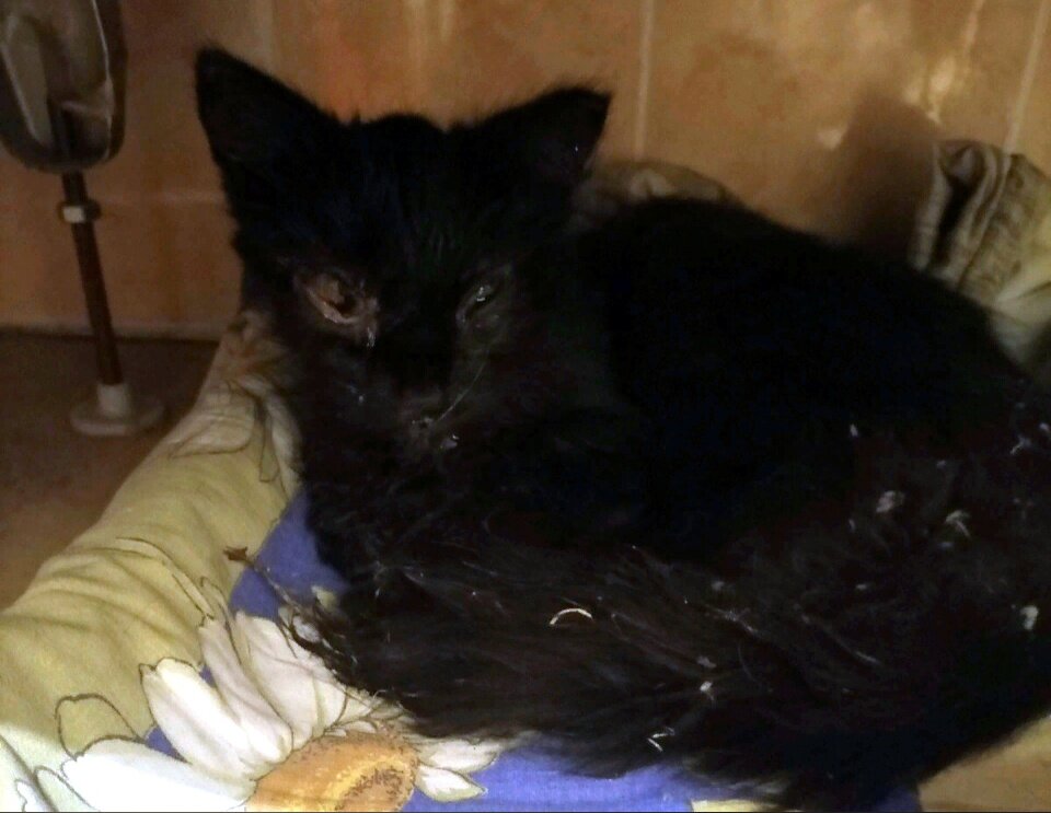 Кошечка пришла к знакомому подъезду, надеясь на спасение