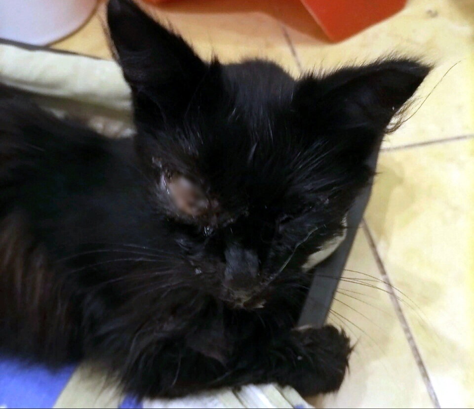 Кошечка будто замерла от перенесённых испытаний