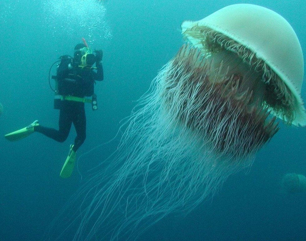 Самая большая медуза. Самая большая медуза в мире – фото, места обитания