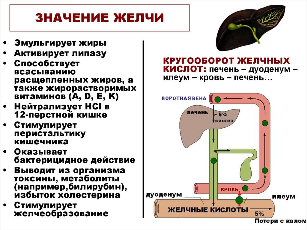 Застой желчи: причины, последствия и питание