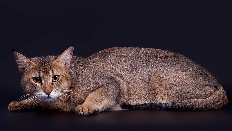 Чаузи. Фото из Интернета.