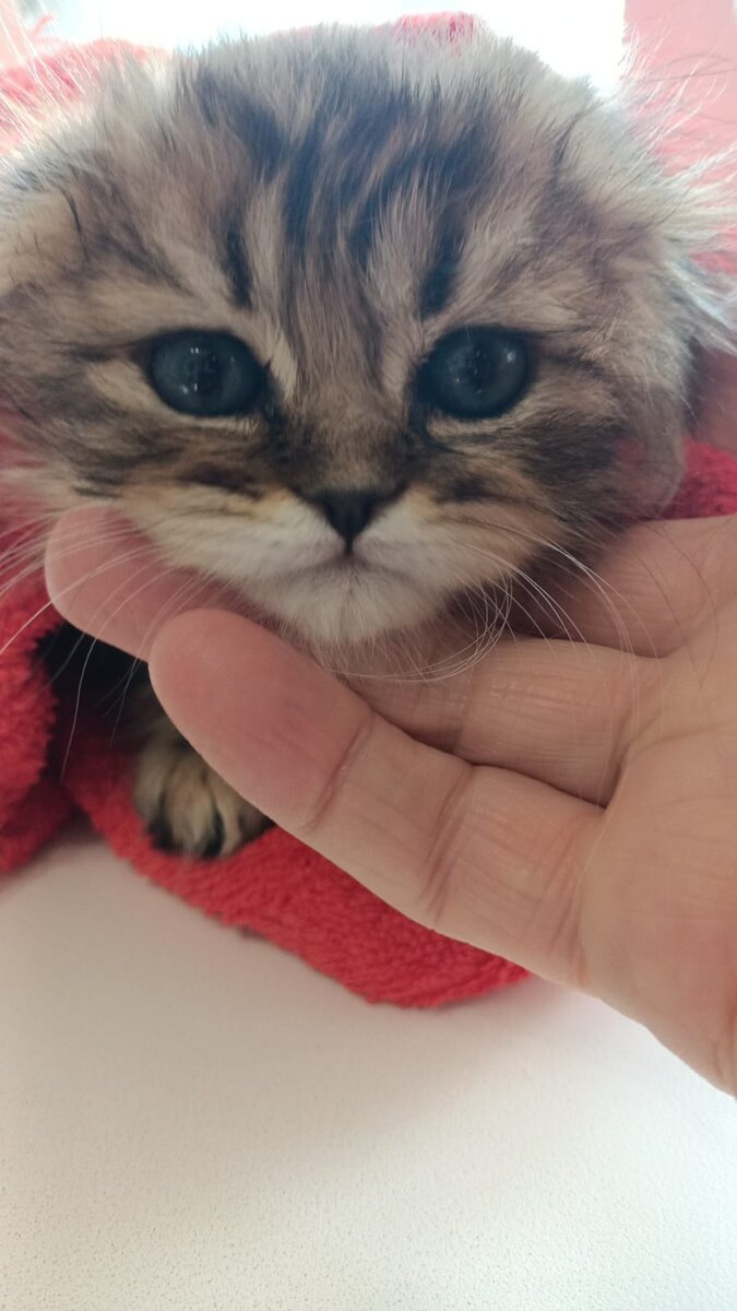 Котенок шотландец вислоухий, 2 месяца. Обеликс. Сначало он был Кузей.