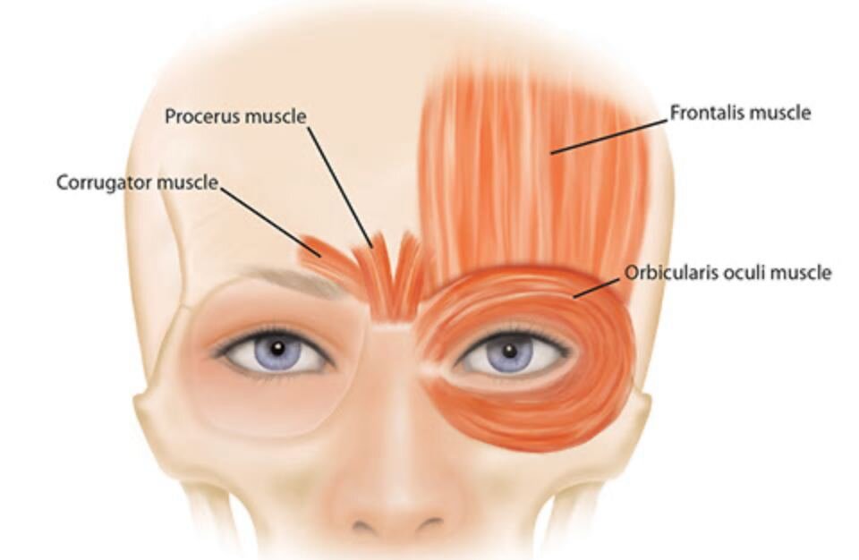 Corrugator supercilii