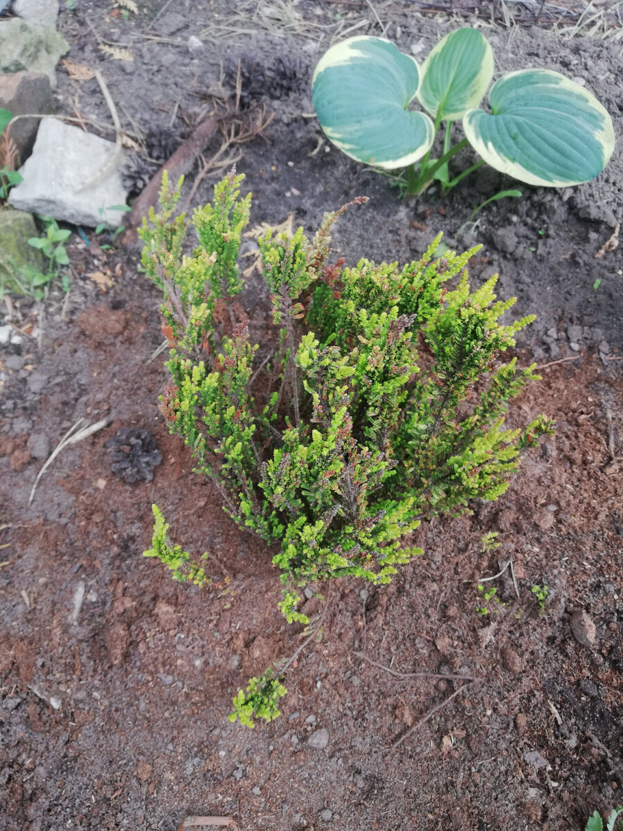 Пересаженный вереск постарше