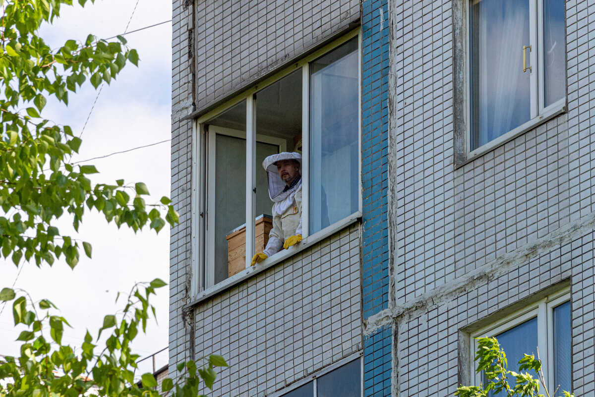 Откуда в Москве берется пчелиный рой и как себя с ним вести при встрече |  Русский Колоколъ | Дзен