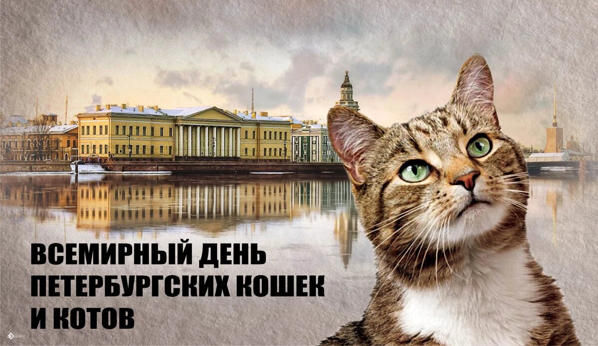 Открытка. С Днём рождения! Кошка