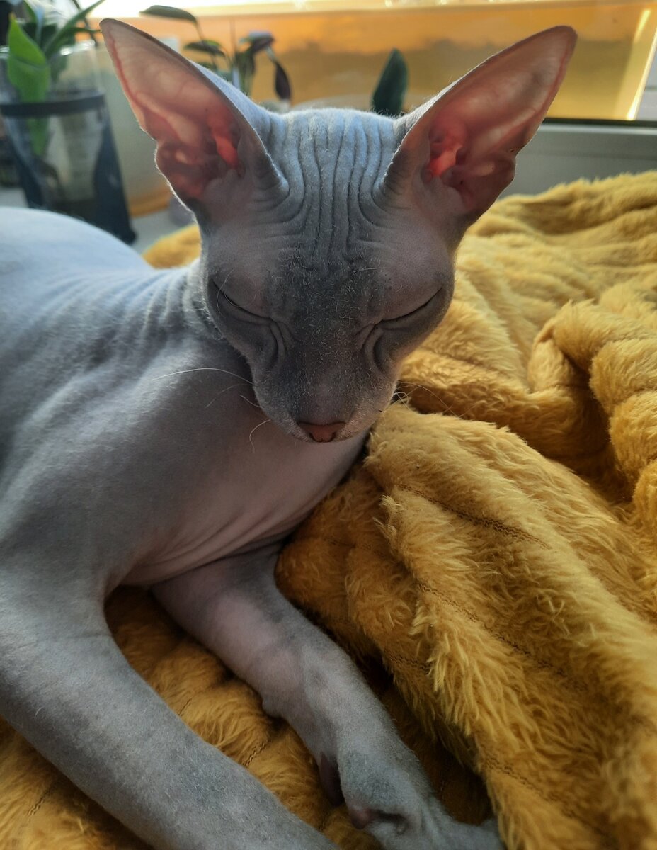 На подоконнике новое место для сна