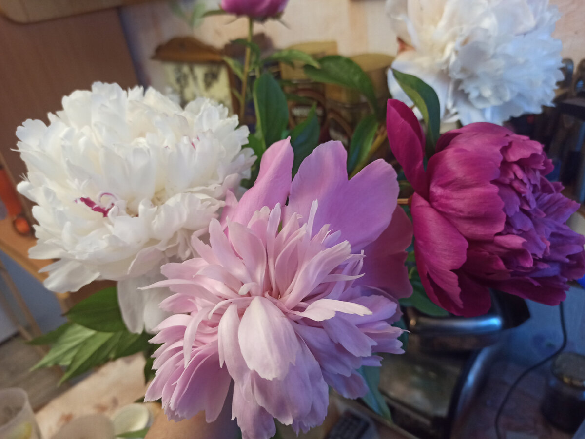 Три пиона: белый, розовый и красный