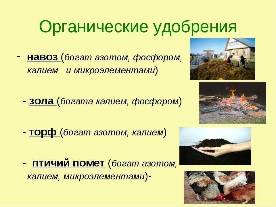 Альтернативы торфу: что выбрать для ваших растений?