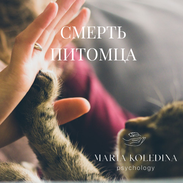 Как пережить потерю любимого животного