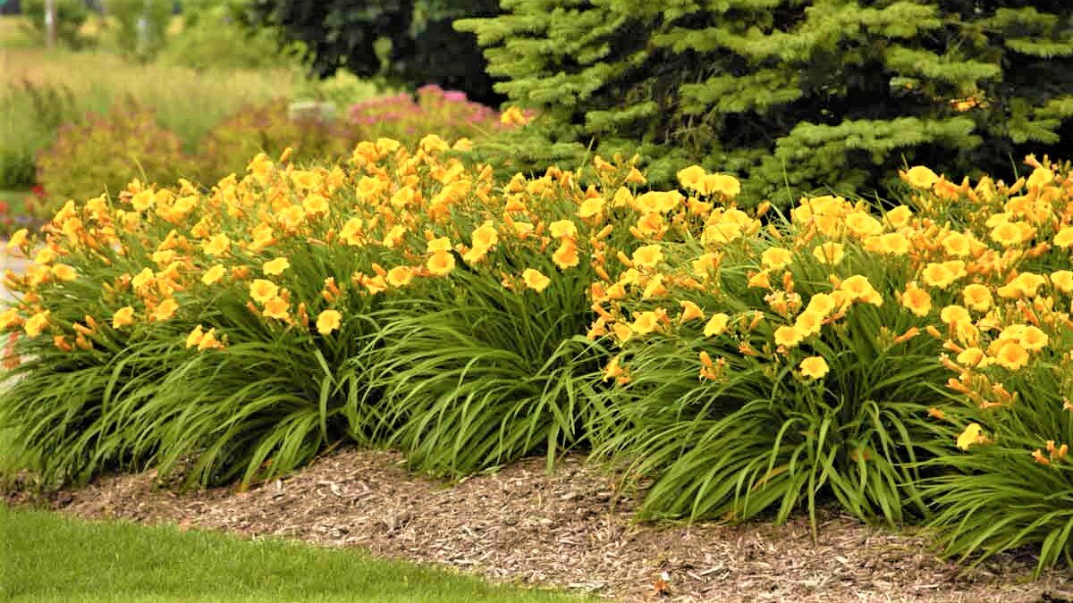 Красивые цветы, которые со временем вытеснят сорняки! | GardenLife | Дзен