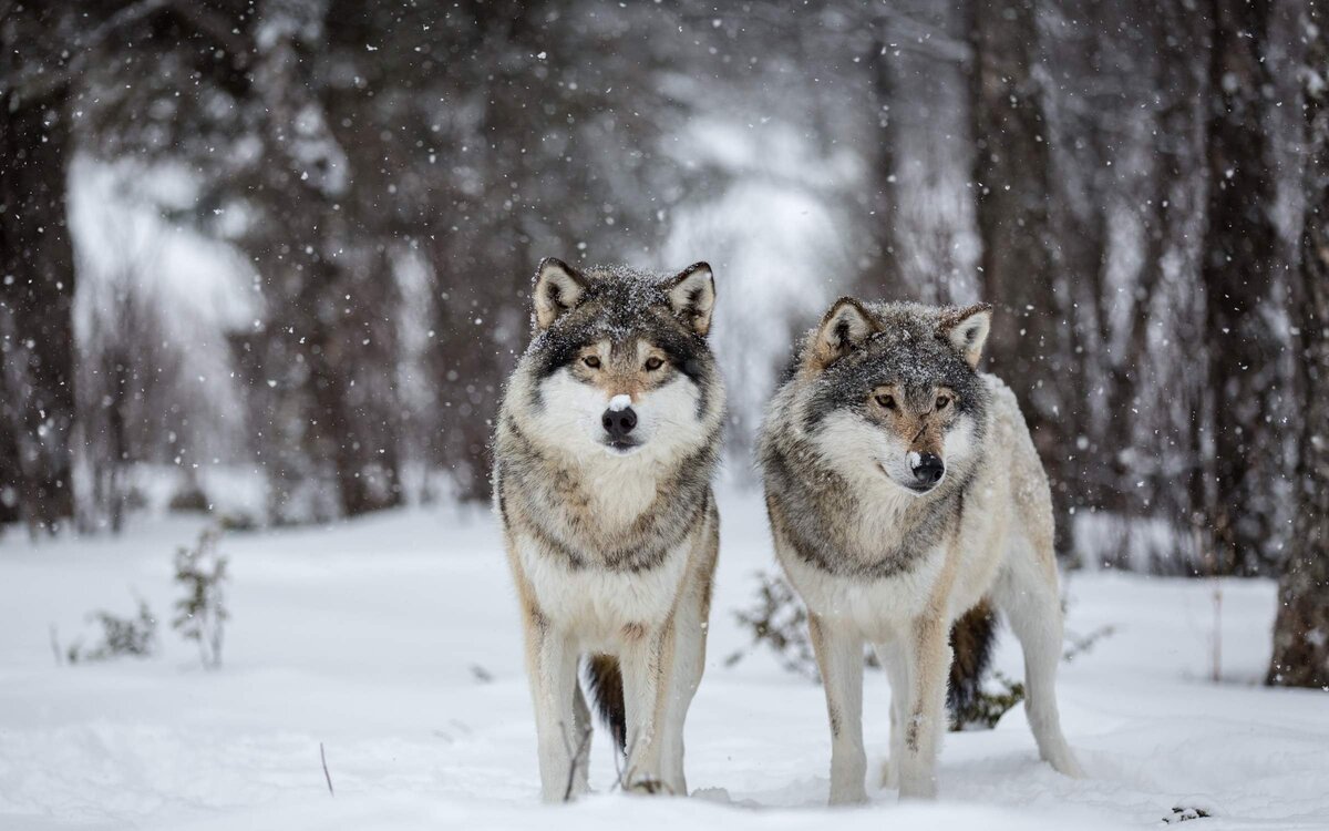 Красивые картинки волки (45 фото)