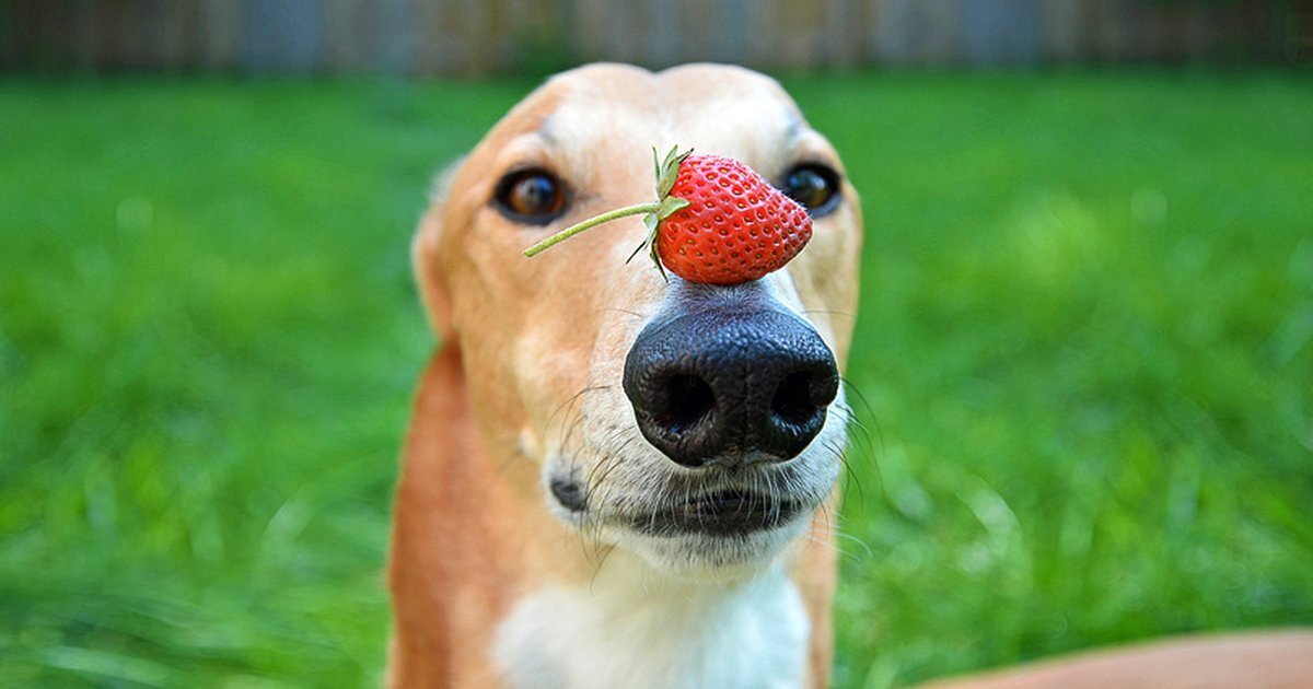 Можно собакам клубнику. Собака с клубникой. Собака в ягодах. Щенок с клубникой. Собака ест клубнику.