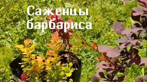 Семена декоративных растений для сада и дома | Добавьте яркое пятно в ...