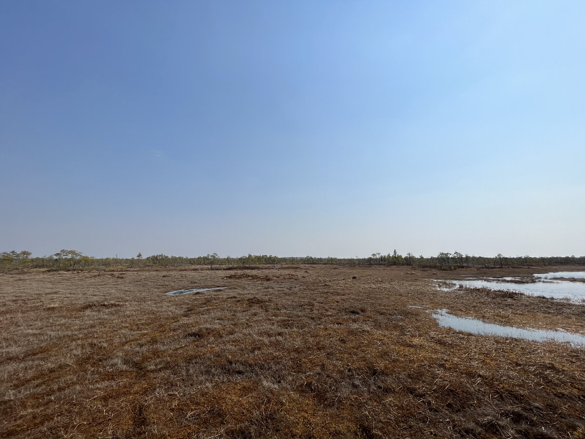 Васюганское болото