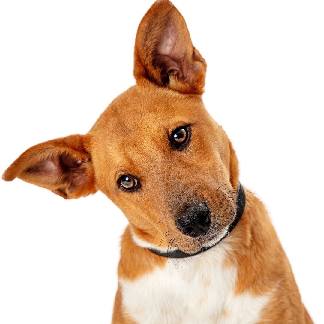 Мне та колбаска очень понравилась!