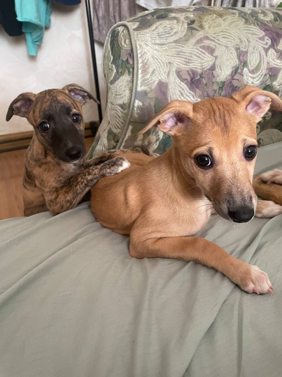 Ассоль с братом