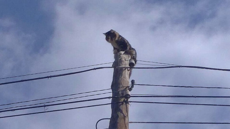     Пожарные на Алтае спасли кота. ГОЧС и ПБ в Республике Алтай