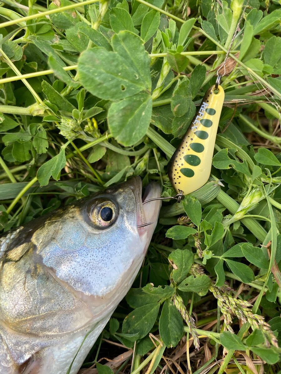 Белый хищник на микроколебло Reflex | I am Company | Дзен