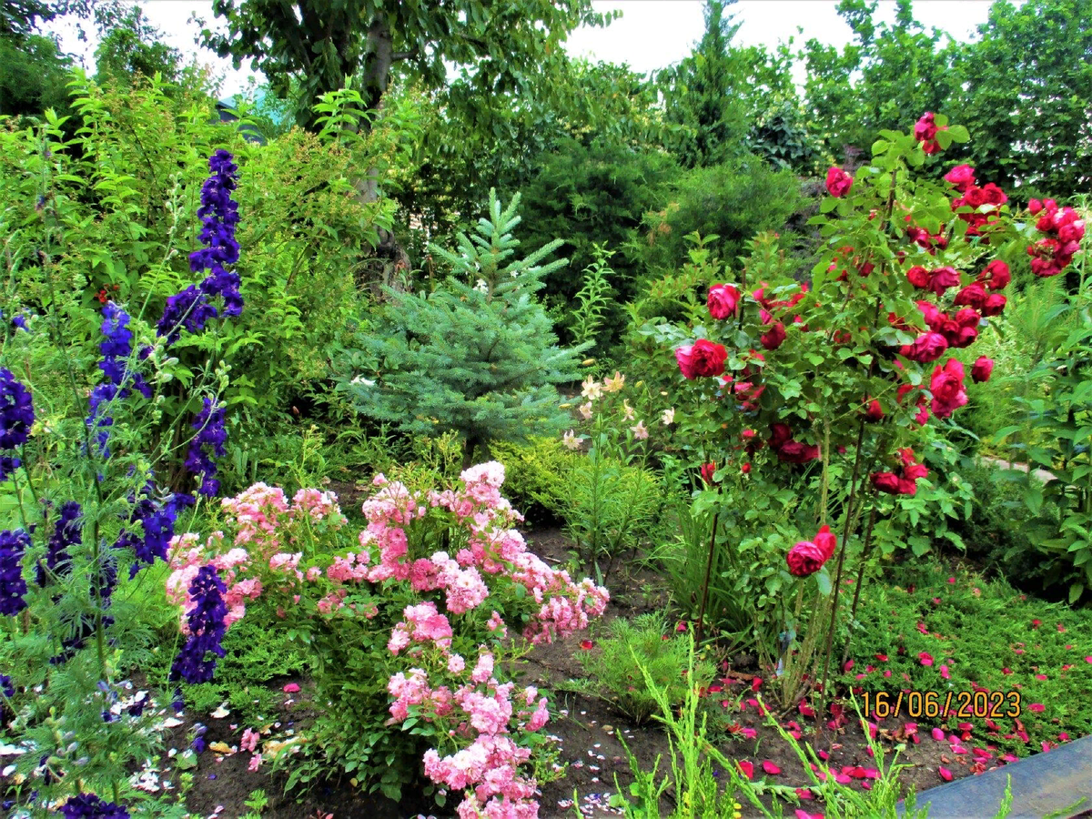 Абрикосы южного селекционера