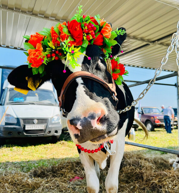    Специально для конкурса коровам сделали роскошные украшения