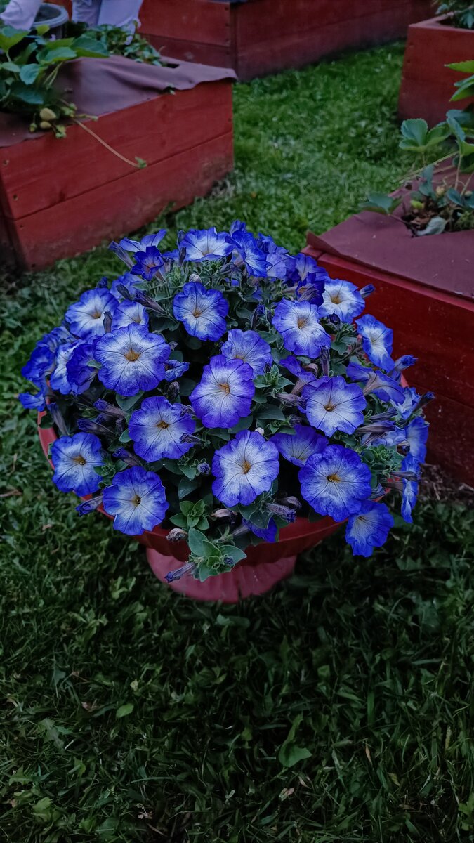 Вот только достигнут декоративности петунии, и тут же что-то случается: то ливень, то жуки 😑