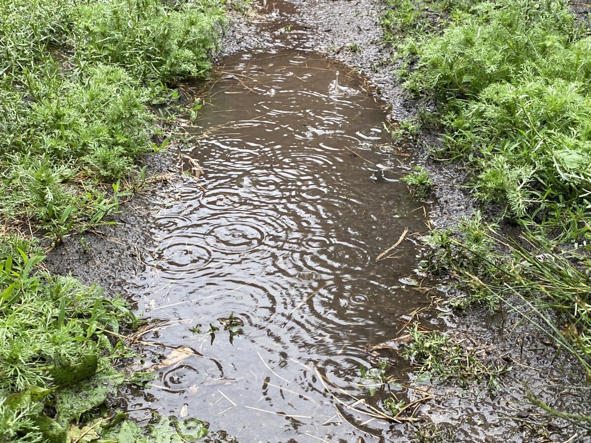 Дождь  24 июня 