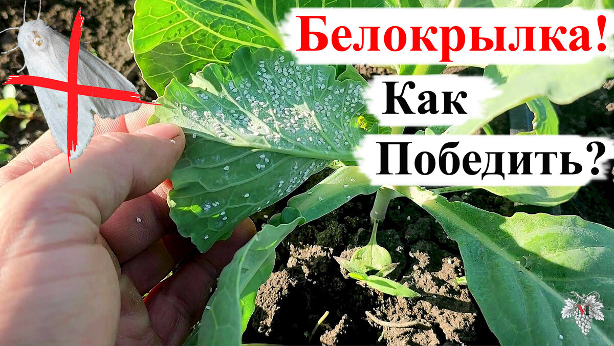 КОВАРНЫЙ ВРАГ Садовода – БЕЛОКРЫЛКА! Как ПОБЕДИТЬ? | Виноград VM | Дзен