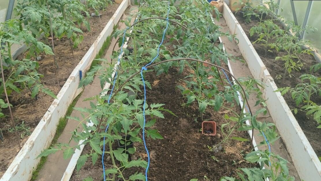 Гибнут помидоры. Большой огород из грядок для помидоров. Израстание побегов томата. Помидор жирдяй формирование. Помидоры из пасынков вырастить.