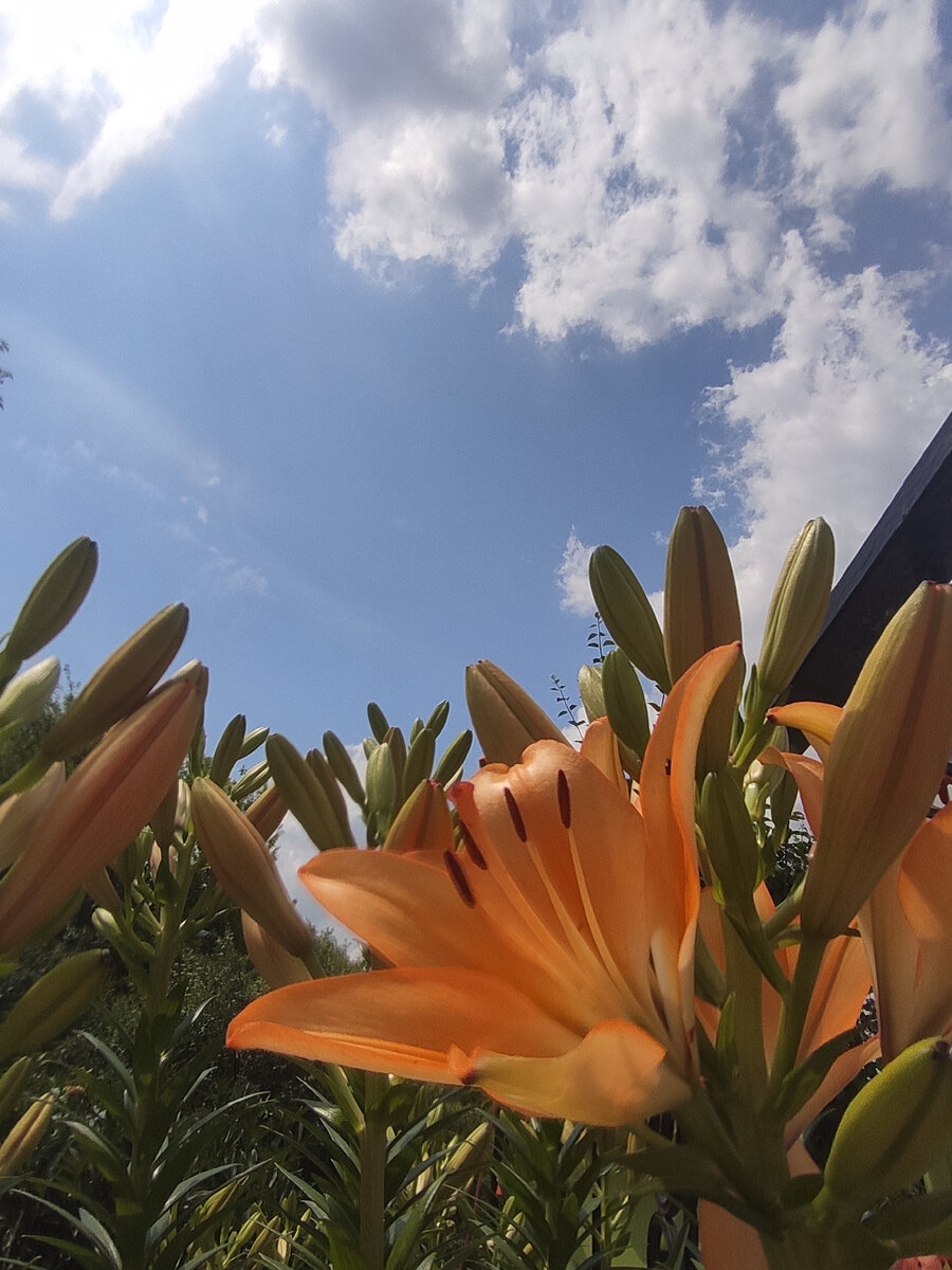 Распустились буквально вчера 