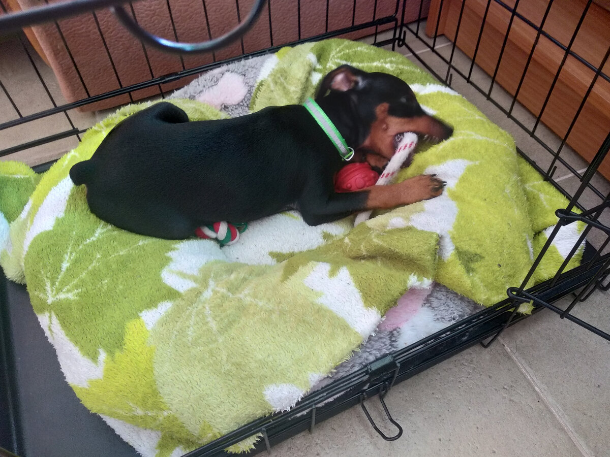 все игрушки в дом