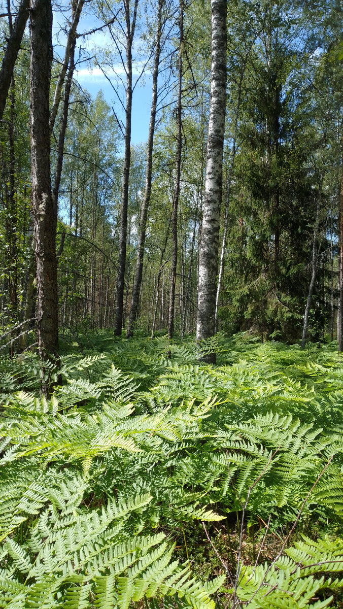 Папоротник орляк