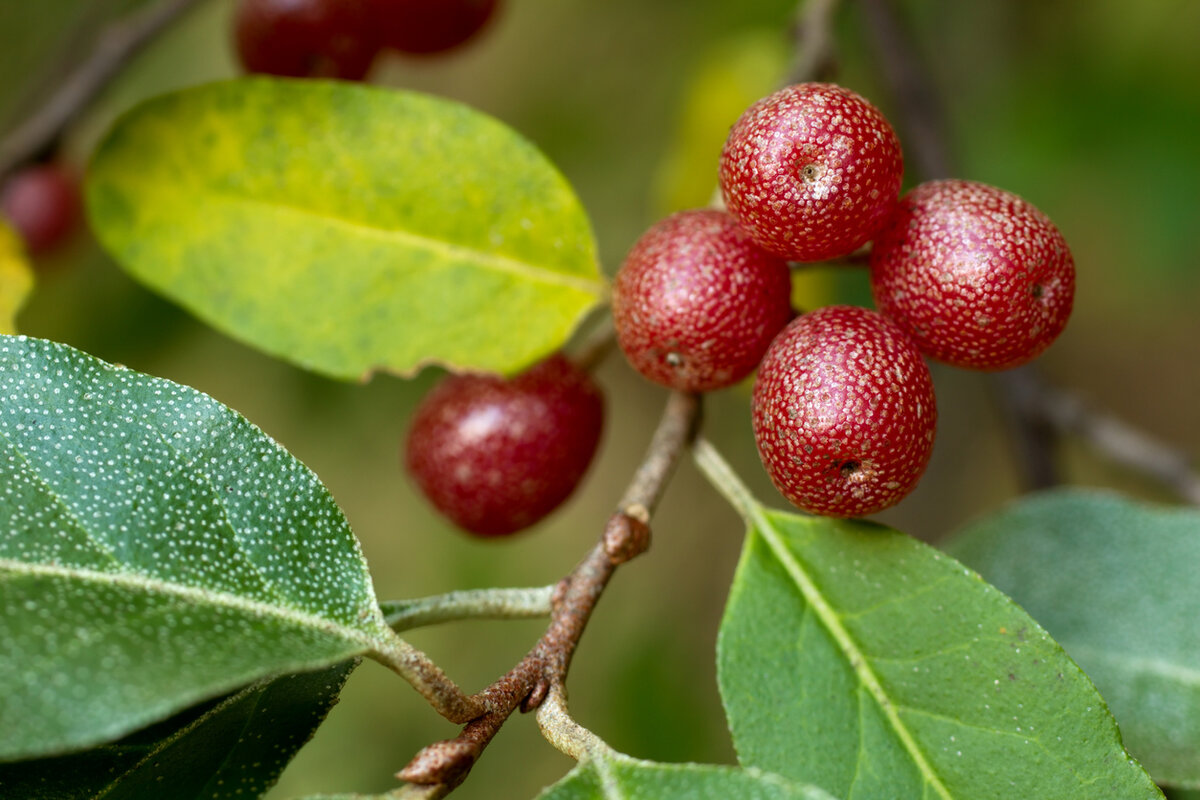 Лох зонтичный (Elaeagnus umbellata)