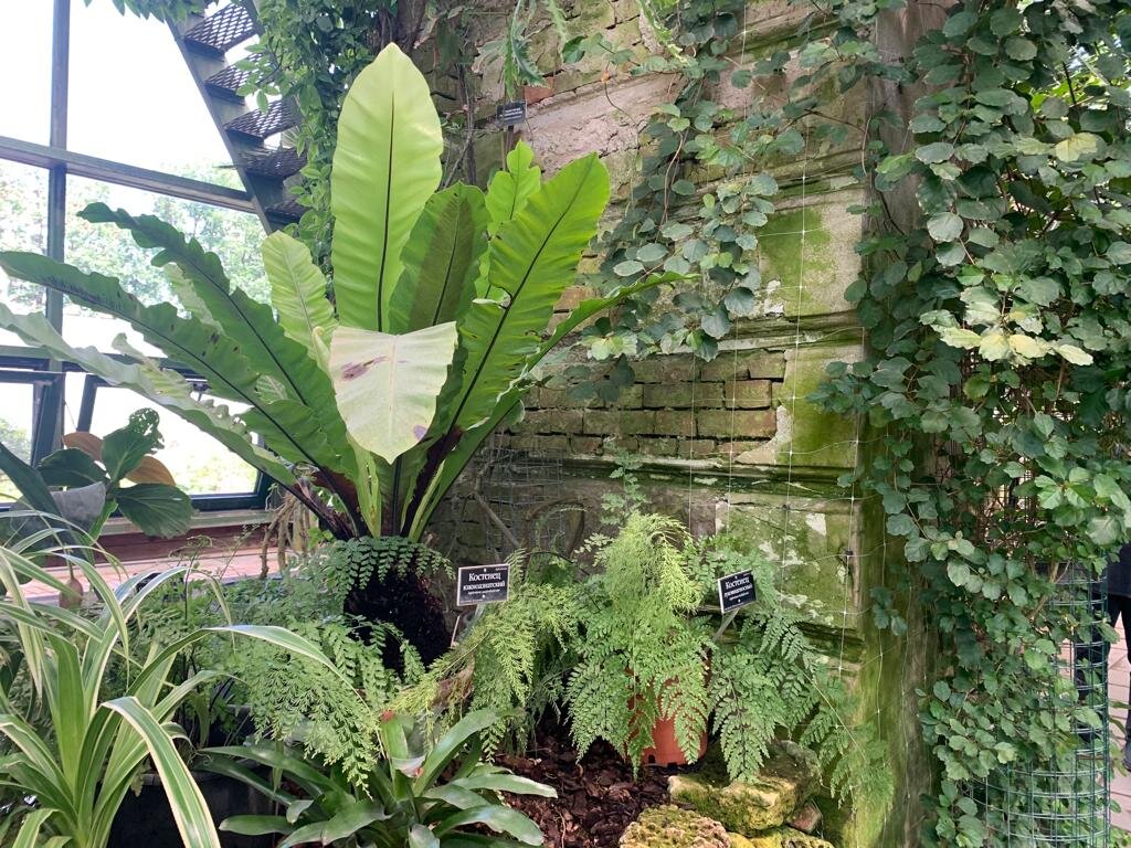 Аптекарский огород (фото автора) листайте далее