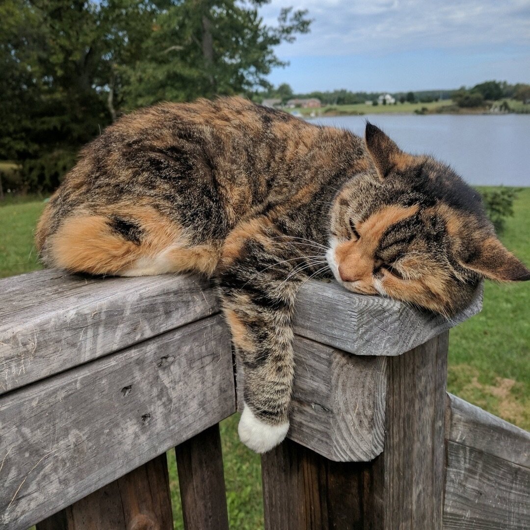 Кошка в деревне фото