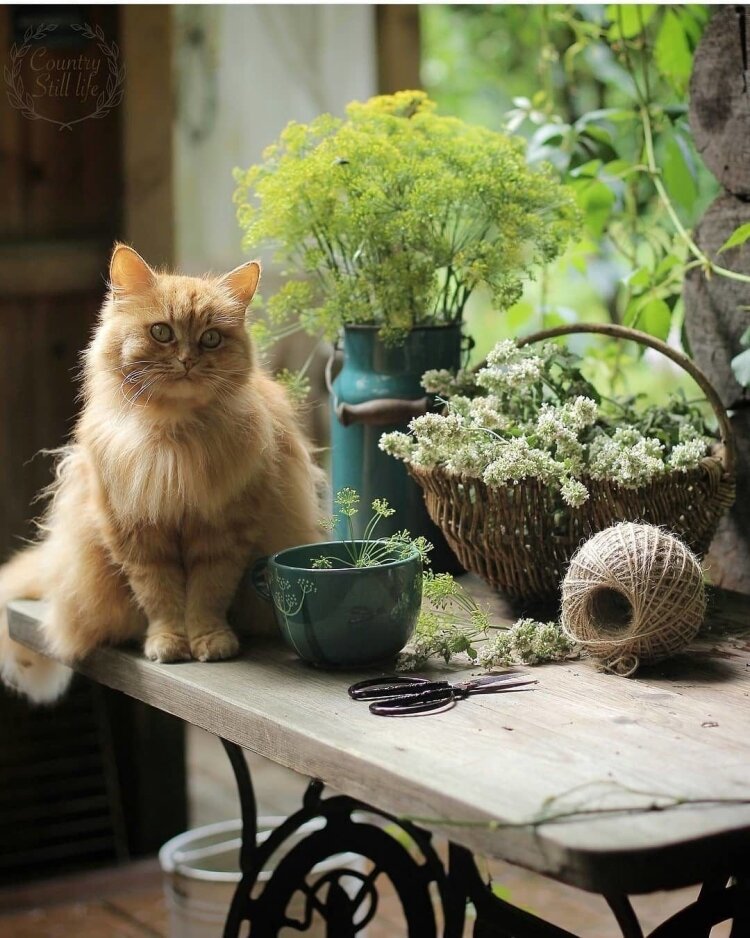 �������� ����: gamerwall.pro